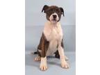 Adopt Ina a Boxer, Mixed Breed