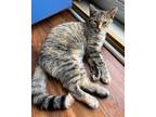 Adopt Hanger a Domestic Short Hair