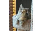 Adopt Hydrant a Domestic Short Hair