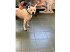 Adopt Snow White a Pit Bull Terrier