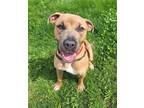 Adopt Juno a Mastiff, Mixed Breed