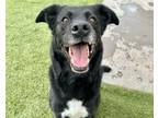 Adopt TRAYA a Labrador Retriever, Mixed Breed
