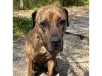 Adopt Paisley MASTIFF Barkville a Cane Corso