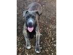 Adopt BOBBI a Pit Bull Terrier, Mixed Breed