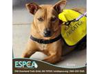 Adopt Roxie a Labrador Retriever, Mixed Breed