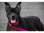 Adopt Molly a Shar-Pei
