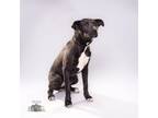 Adopt Jo a Mastiff