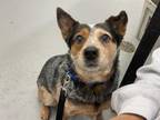 Adopt DAISY a Australian Cattle Dog / Blue Heeler