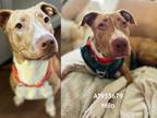 Adopt MILA a Plott Hound, Mixed Breed