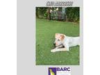 Adopt CLEO a Australian Cattle Dog / Blue Heeler, Mixed Breed