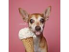 Adopt Daisy a Miniature Pinscher