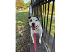 Adopt Gabby a Boxer