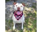 Adopt Xena a Mixed Breed
