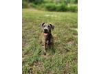Adopt Jane a Catahoula Leopard Dog