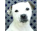 Adopt Amorette a Labrador Retriever