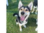 Adopt ALEXIE a German Shepherd Dog