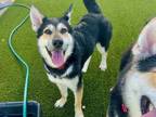 Adopt ALEXA a German Shepherd Dog