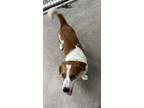 Adopt Wanda a Corgi, Basset Hound