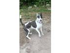 Adopt Bunnie a Pointer, Pit Bull Terrier