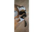 Adopt Kit Kat a Calico