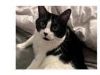Adopt Oreo 2024 a Domestic Short Hair