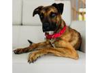 Adopt Nori a Feist, Terrier