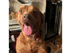 Adopt Athena a Terrier, Mixed Breed