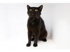 Adopt PANG a Domestic Short Hair