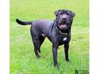 Adopt CHUBBS a Shar-Pei