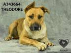 Adopt THEODORE a Pit Bull Terrier, Australian Cattle Dog / Blue Heeler