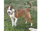 Adopt SETH a Labrador Retriever