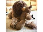 Adopt Bosco K 24044 a Cockapoo