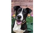 Adopt Ollie* a Labrador Retriever, Staffordshire Bull Terrier