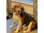Adopt Albie Abel a Beagle