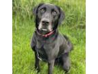 Adopt Erebus a Labrador Retriever