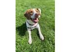 Adopt Tugger a Beagle, Pit Bull Terrier
