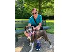 Adopt Hooper a Hound, Mountain Cur