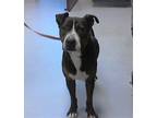 Adopt TOPHER a Pit Bull Terrier