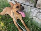 Adopt ROCCO a German Shepherd Dog, Mixed Breed