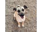 Adopt STANDFORD a German Shepherd Dog, Mixed Breed