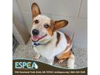 Adopt Jacob a Cardigan Welsh Corgi, Cattle Dog
