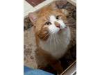 Adopt Theodore a Tabby, Domestic Short Hair