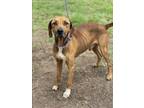 Adopt BENJAMIN a Rhodesian Ridgeback, Mixed Breed