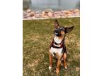 Adopt Oso a Australian Cattle Dog / Blue Heeler, German Shepherd Dog
