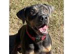 Adopt Kyro a Rottweiler, Labrador Retriever
