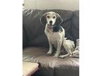 Adopt Blue Falcon a Beagle