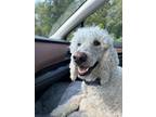 Adopt Ronnie a Standard Poodle
