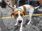 Adopt Gidget pup - Lucky a Cattle Dog