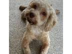 Adopt Naomi a Poodle, Schnauzer