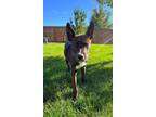 Adopt Higgins a Border Collie